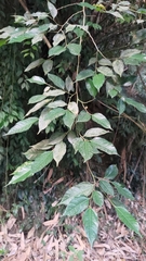 Ficus irisana