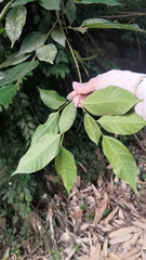 Ficus irisana