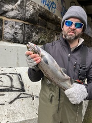 Salmo salar