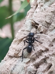 Cephalotes atratus