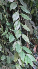 Pothos chinensis