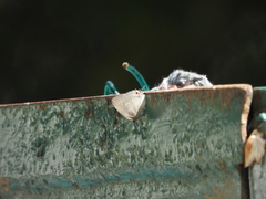 Strephonota ambrax