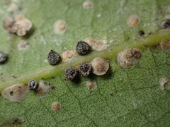 Euthoracaphis umbellulariae