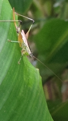 Conocephalus melaenus