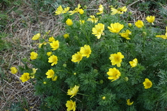 Adonis apennina