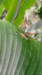 Conocephalus melaenus