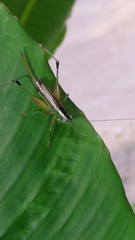 Conocephalus melaenus