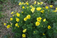 Adonis apennina