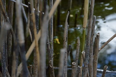 Utricularia australis