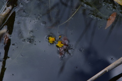Utricularia australis