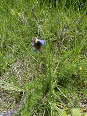 Cyanotis speciosa