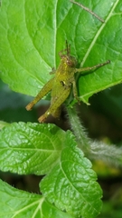 Xenocatantops humilis