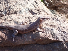 Gallotia stehlini