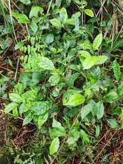 Maesa perlaria formosana