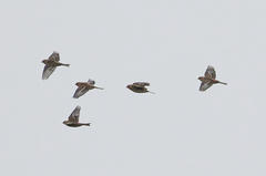 Linaria flavirostris