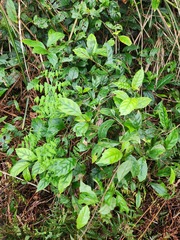 Maesa perlaria formosana