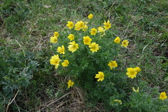 Adonis apennina