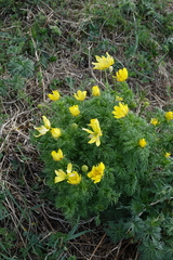 Adonis apennina