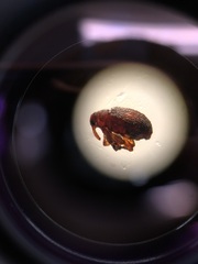 Lignyodes