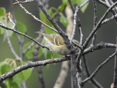 Phylloscopus inornatus