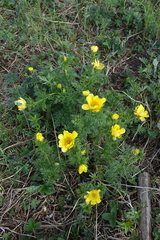 Adonis apennina
