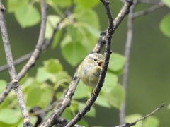 Phylloscopus inornatus