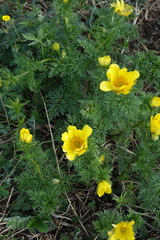 Adonis apennina