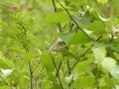 Phylloscopus inornatus