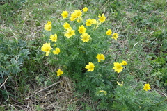 Adonis apennina