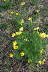 Adonis apennina