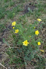 Adonis apennina
