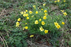 Adonis apennina