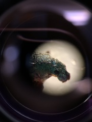 Polydrusus impressifrons