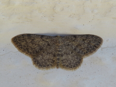 Idaea alyssumata
