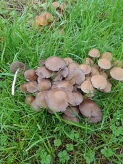 Britzelmayria multipedata