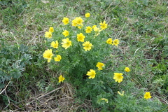 Adonis apennina