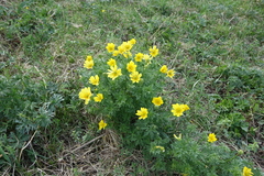 Adonis apennina