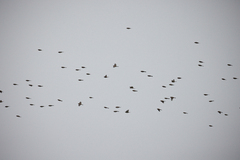 Linaria flavirostris