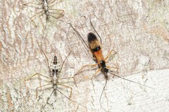Hiranetis braconiformis