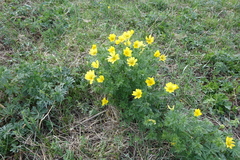 Adonis apennina