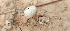 Tulostoma