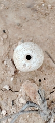 Tulostoma