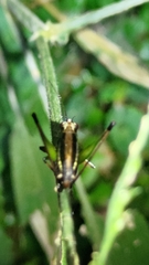 Conocephalus melaenus