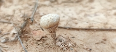 Tulostoma
