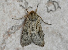 Eremohadena chenopodiphaga