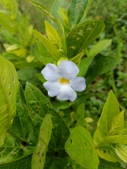 Thunbergia natalensis