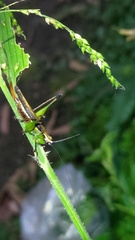 Conocephalus melaenus