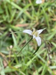 Rhynchospora nervosa