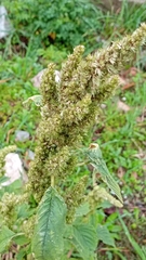 Amaranthus retroflexus