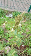 Amaranthus retroflexus